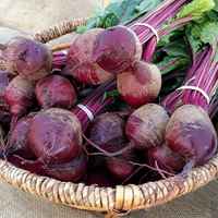 Redbeets