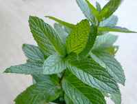 Spearmint-71589946