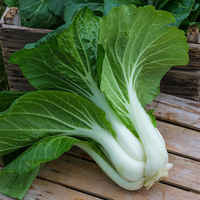 Pakchoi-1792543849